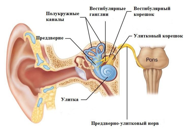 Иннервация улитки